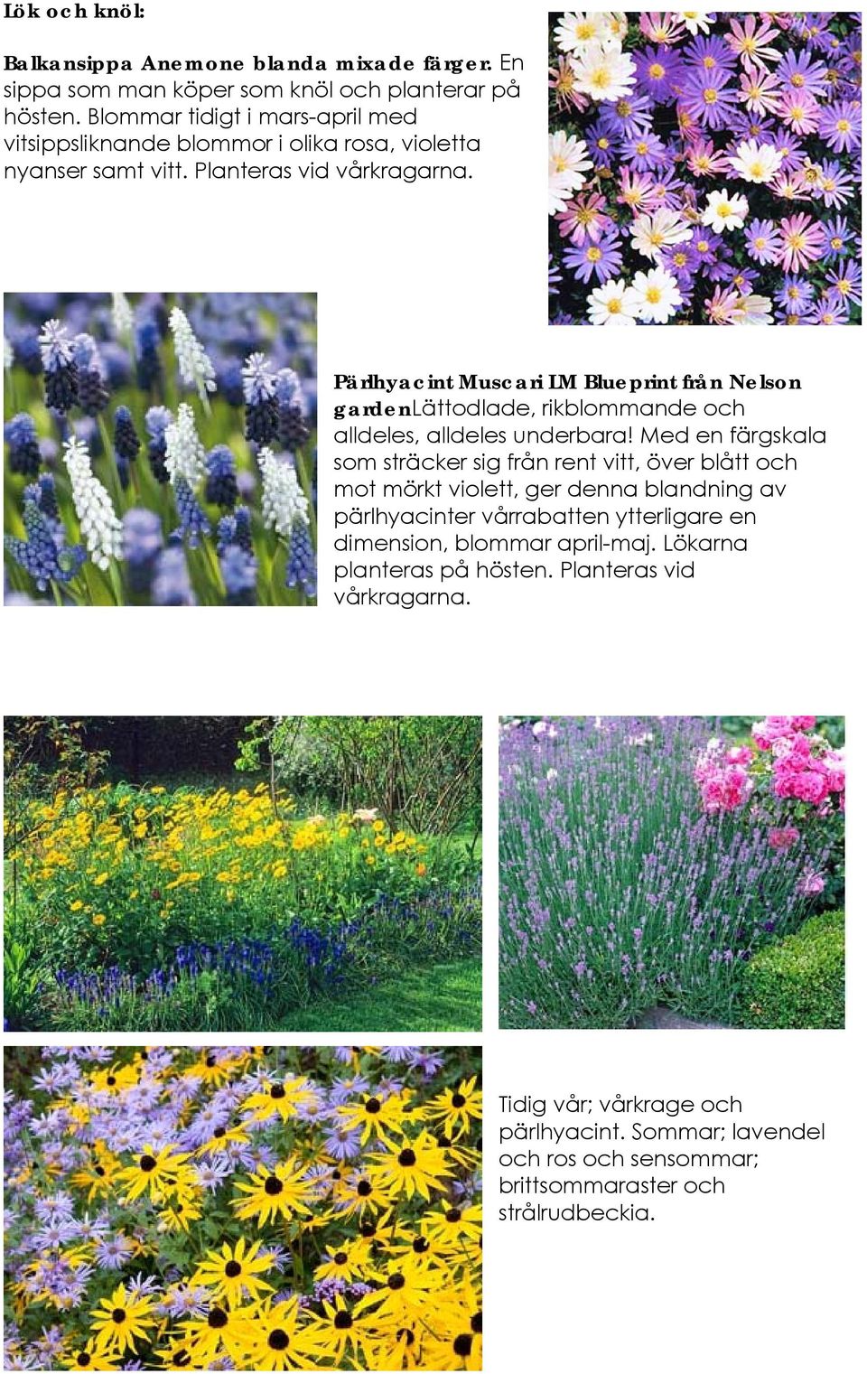 Pärlhyacint Muscari LM Blueprint från Nelson gardenlättodlade, rikblommande och alldeles, alldeles underbara!