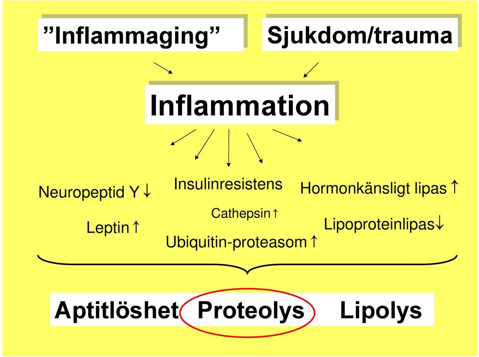 Hormonkänsligt lipas Cathepsin