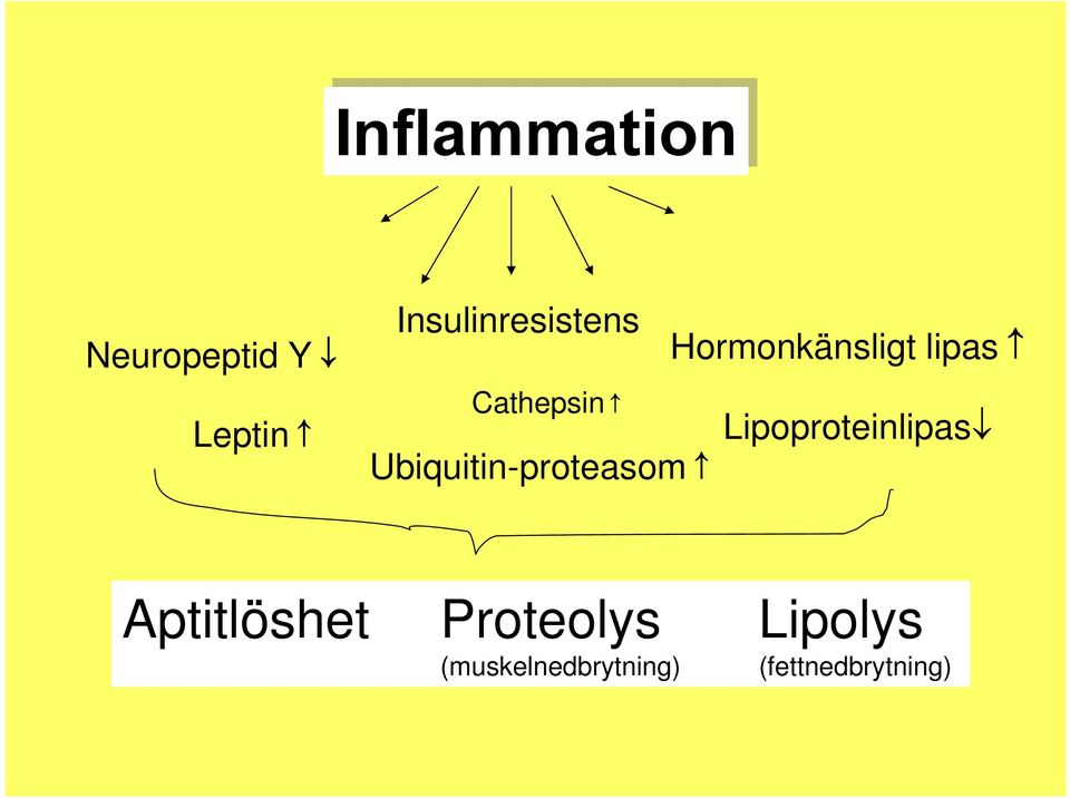 Cathepsin Ubiquitin-proteasom Lipoproteinlipas