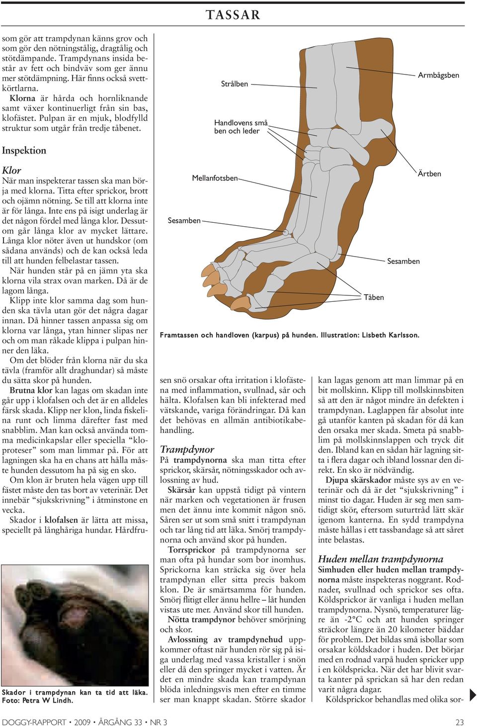 Inspektion TASSAR Strålben Handlovens små ben och leder Armbågsben Skador i trampdynan kan ta tid att läka. Foto: Petra W Lindh. Sesamben Mellanfotsben Framtassen och handloven (karpus) på hunden.