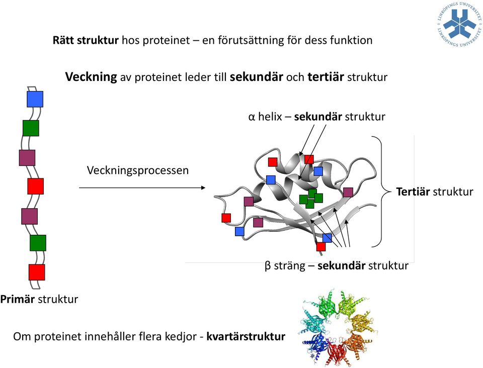 struktur Veckningsprocessen Tertiär struktur β sträng sekundär struktur