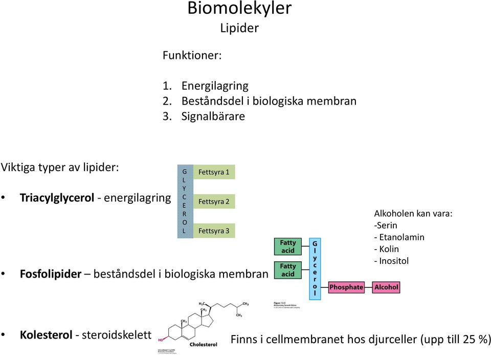 Fettsyra 2 Fettsyra 3 Fosfolipider beståndsdel i biologiska membran Alkoholen kan vara: -Serin -