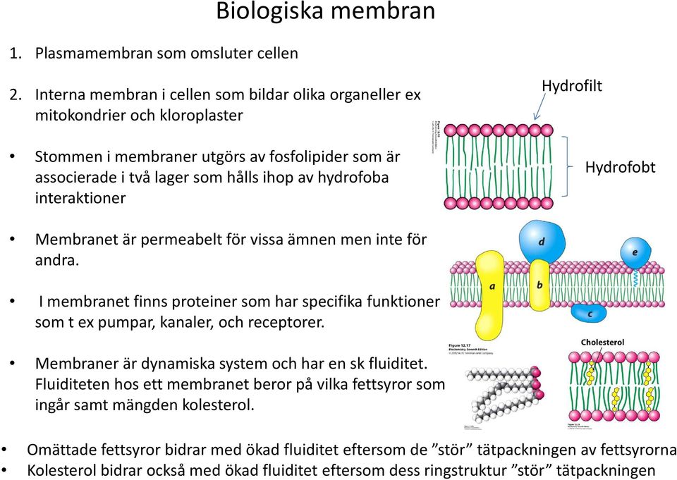 interaktioner Hydrofilt Hydrofobt Membranet är permeabelt för vissa ämnen men inte för andra.