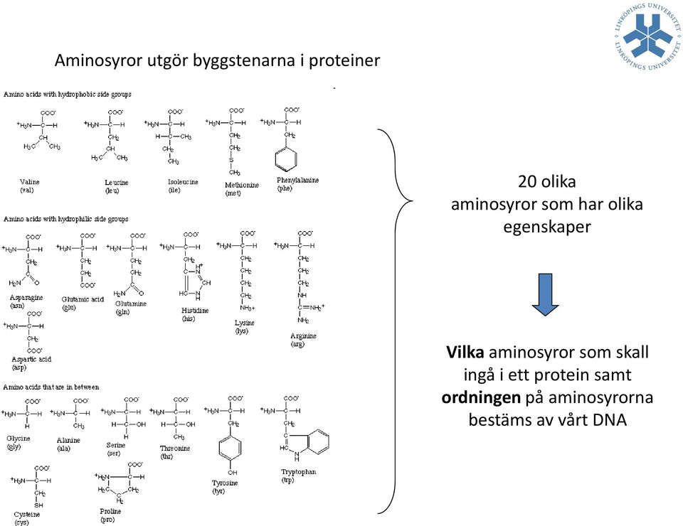 Vilka aminosyror som skall ingå i ett protein