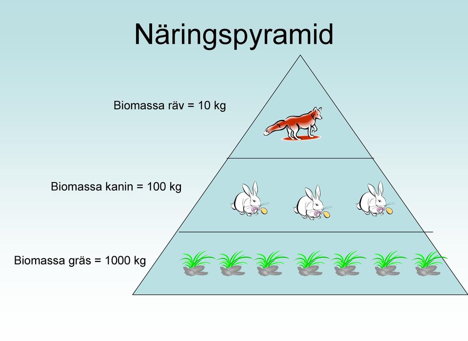 Biomassa kanin = 100