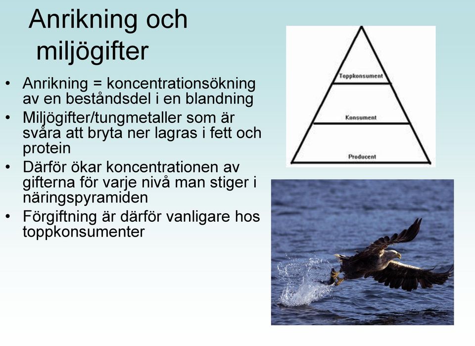 fett och protein Därför ökar koncentrationen av gifterna för varje nivå man