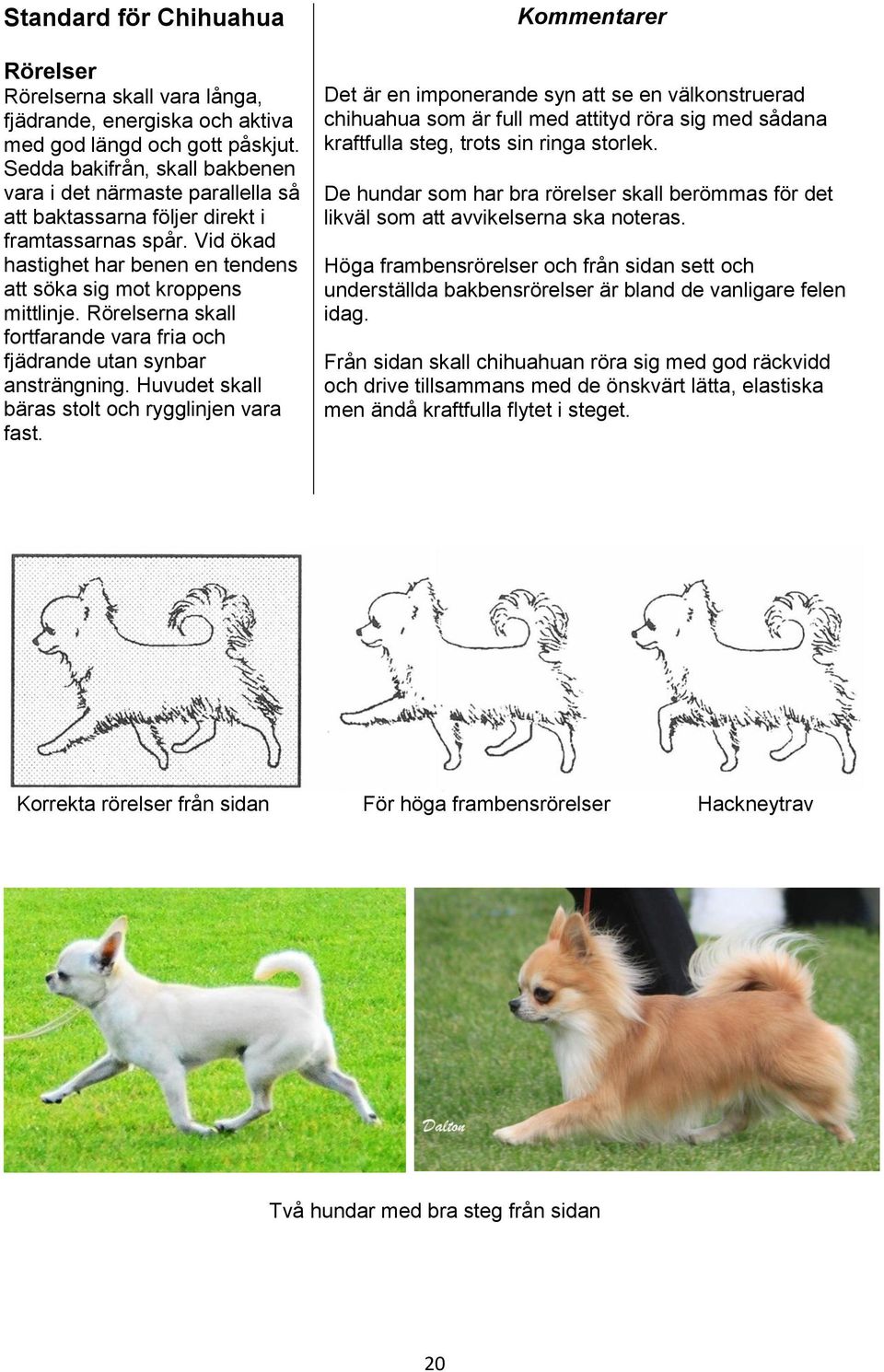 Rörelserna skall fortfarande vara fria och fjädrande utan synbar ansträngning. Huvudet skall bäras stolt och rygglinjen vara fast.