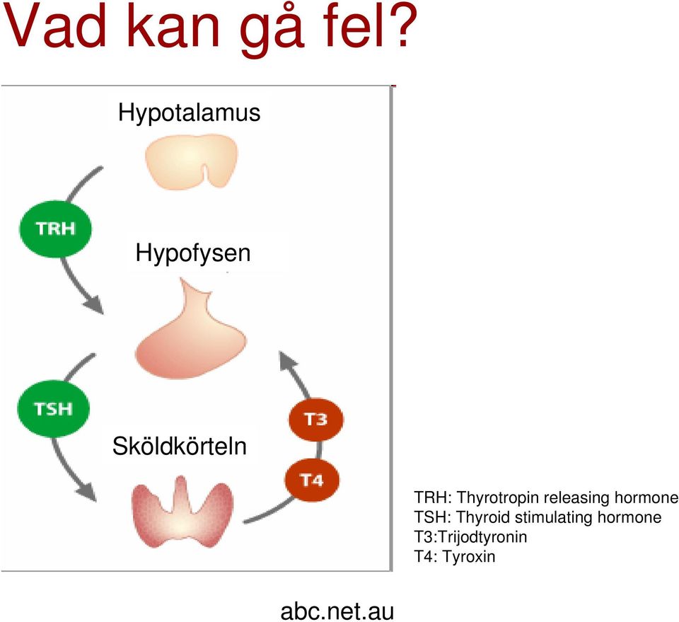 Thyrotropin releasing hormone TSH: