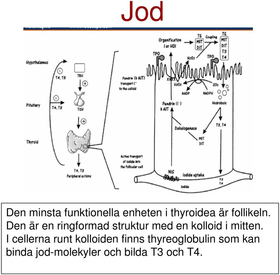 Den är en ringformad struktur med en kolloid i