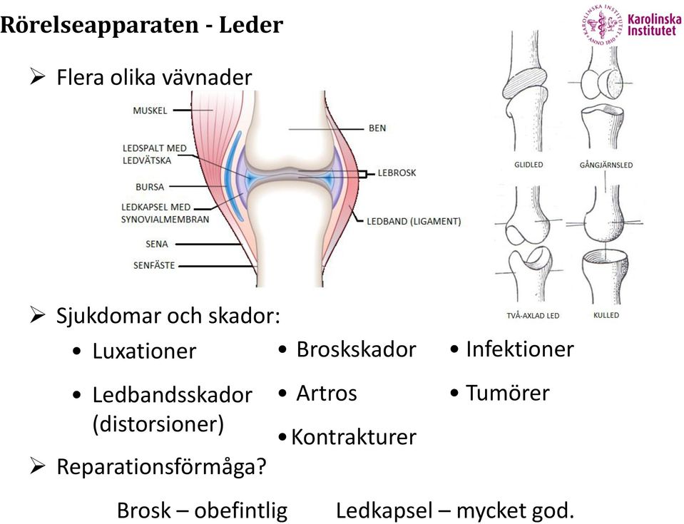 Ledbandsskador (distorsioner) Reparationsförmåga?