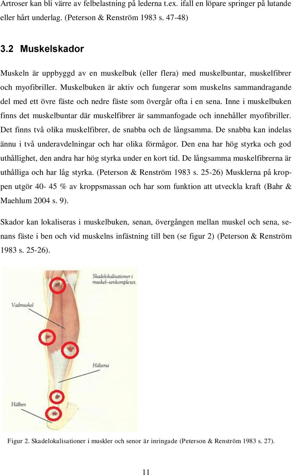 Muskelbuken är aktiv och fungerar som muskelns sammandragande del med ett övre fäste och nedre fäste som övergår ofta i en sena.