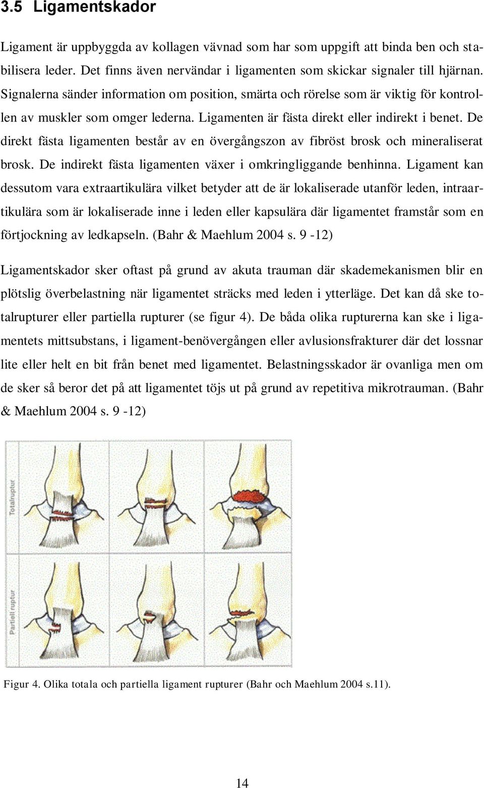 De direkt fästa ligamenten består av en övergångszon av fibröst brosk och mineraliserat brosk. De indirekt fästa ligamenten växer i omkringliggande benhinna.