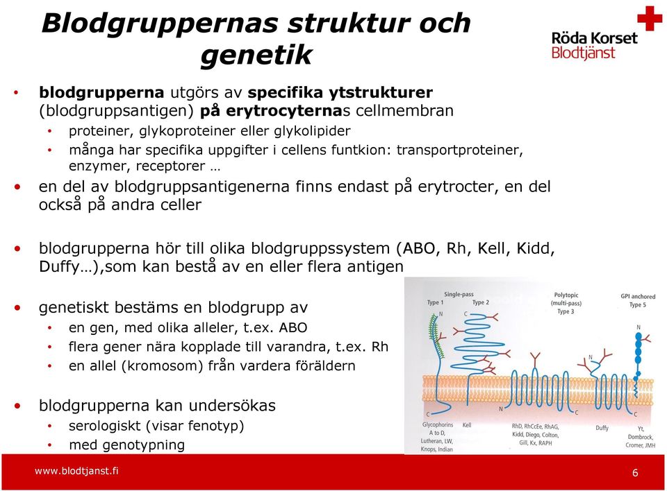 blodgrupperna hör till olika blodgruppssystem (ABO, Rh, Kell, Kidd, Duffy ),som kan bestå av en eller flera antigen genetiskt bestäms en blodgrupp av en gen, med olika alleler, t.ex.