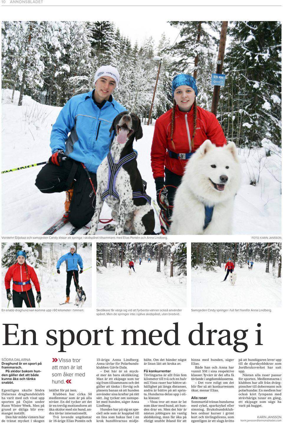 Men de springer inte i själva skidspåret, utan bredvid. Samojeden Cindy springer i full fart framför Anna Lindberg. En sport med drag i SÖDRA DALARNA Draghund är en sport på frammarsch.