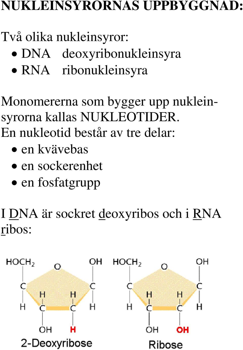 nukleinsyrorna kallas NUKLEOTIDER.