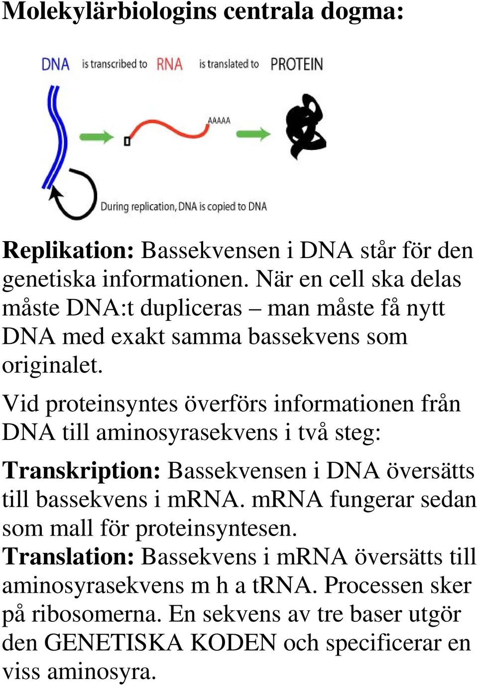 Vid proteinsyntes överförs informationen från DNA till aminosyrasekvens i två steg: Transkription: Bassekvensen i DNA översätts till bassekvens i mrna.