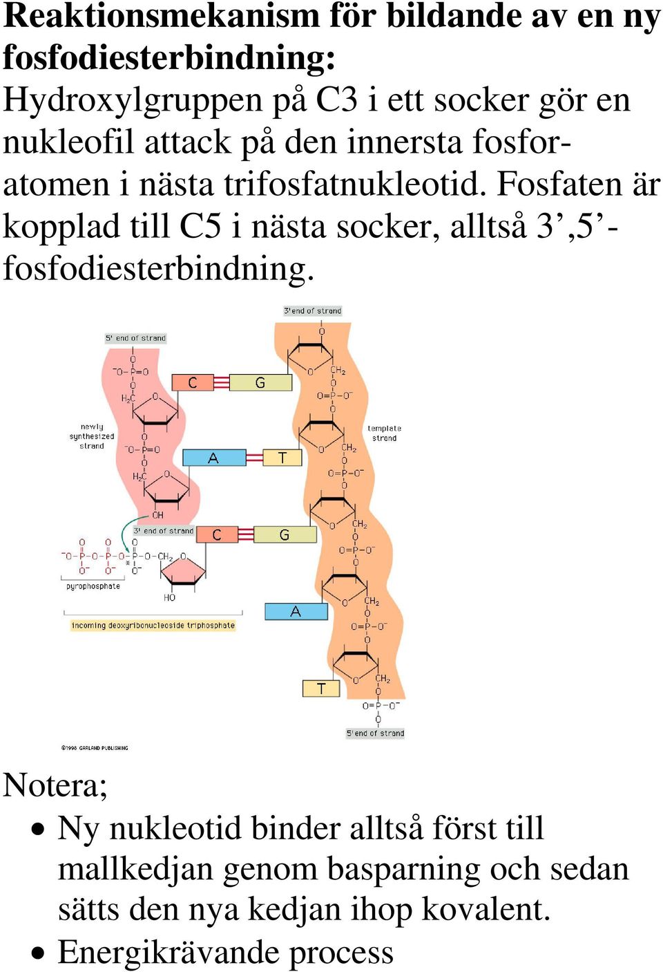 Fosfaten är kopplad till C5 i nästa socker, alltså 3,5 - fosfodiesterbindning.