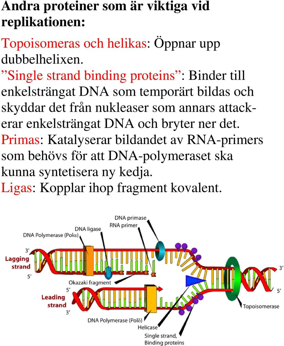 nukleaser som annars attackerar enkelsträngat DNA och bryter ner det.