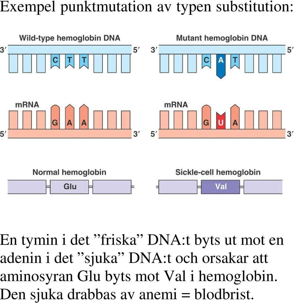 sjuka DNA:t och orsakar att aminosyran Glu byts mot