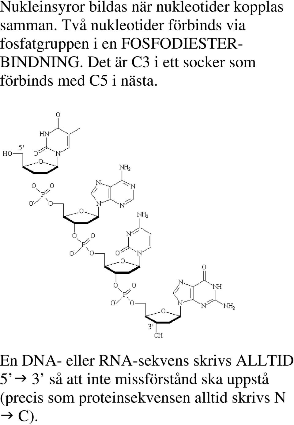 Det är C3 i ett socker som förbinds med C5 i nästa.