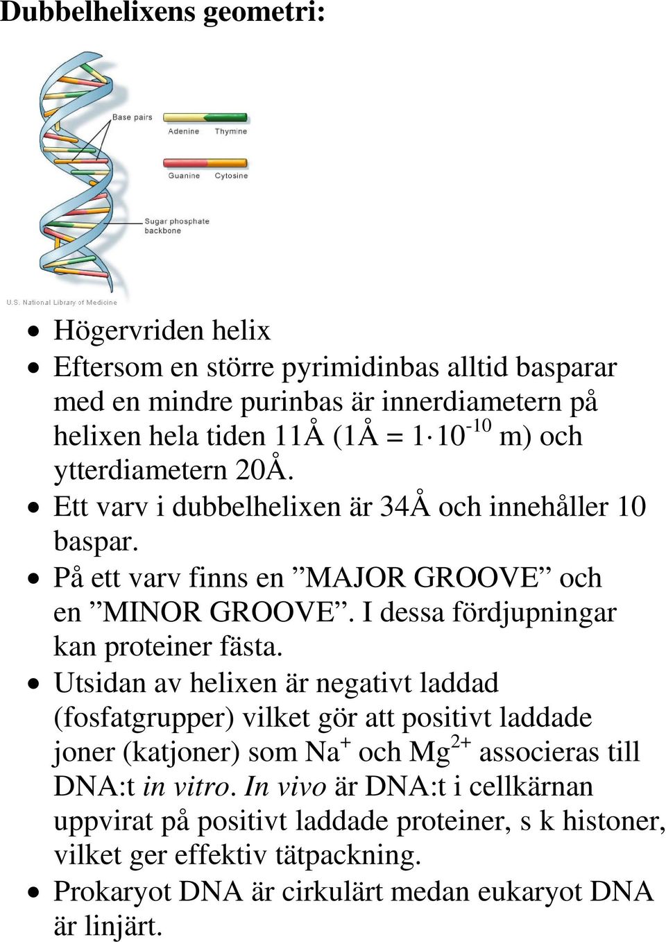 I dessa fördjupningar kan proteiner fästa.