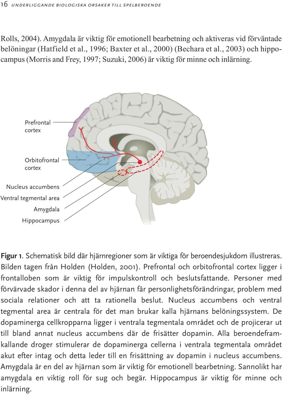 Prefrontal cortex Orbitofrontal cortex Nucleus accumbens Ventral tegmental area Amygdala Hippocampus Figur 1. Schematisk bild där hjärnregioner som är viktiga för beroendesjukdom illustreras.