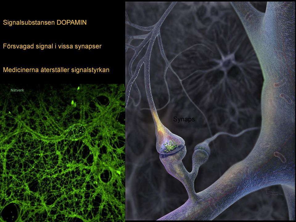 synapser Medicinerna