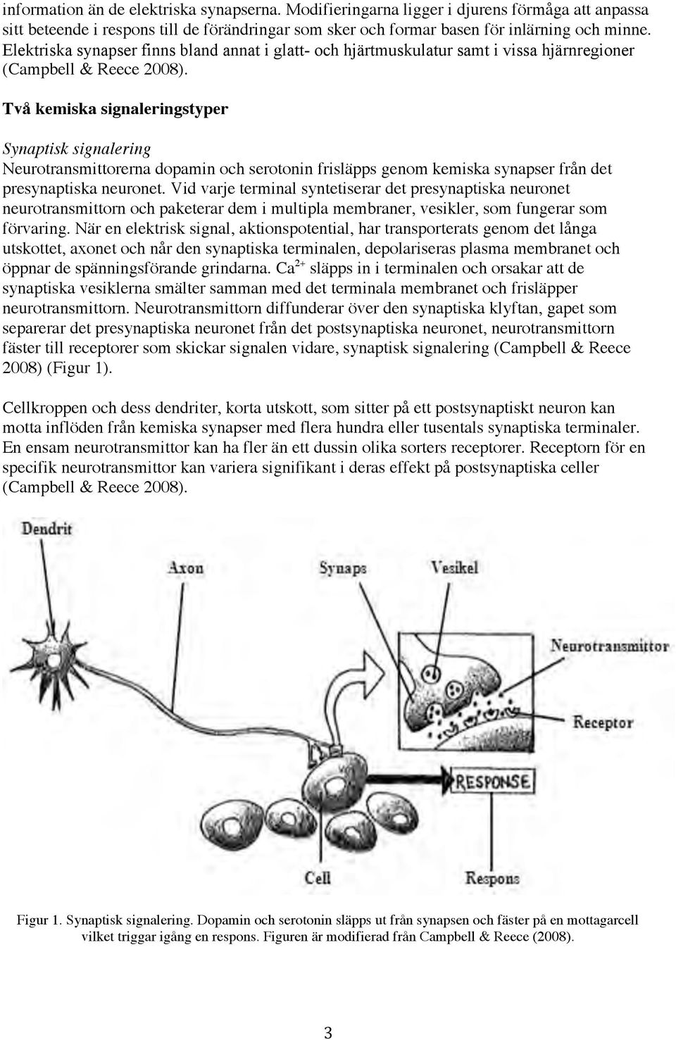 Två kemiska signaleringstyper Synaptisk signalering Neurotransmittorerna dopamin och serotonin frisläpps genom kemiska synapser från det presynaptiska neuronet.