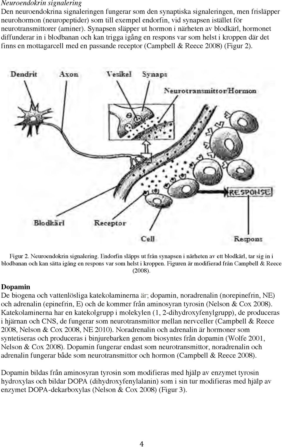 Synapsen släpper ut hormon i närheten av blodkärl, hormonet diffunderar in i blodbanan och kan trigga igång en respons var som helst i kroppen där det finns en mottagarcell med en passande receptor