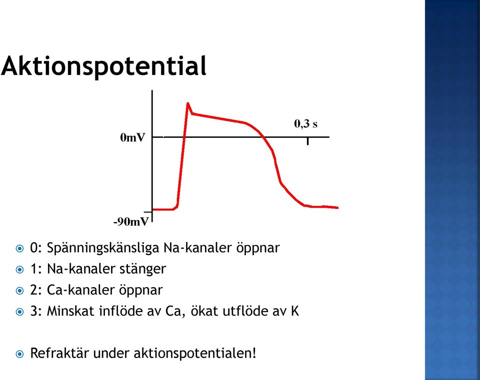 stänger 2: Ca-kanaler öppnar 3: Minskat inflöde av