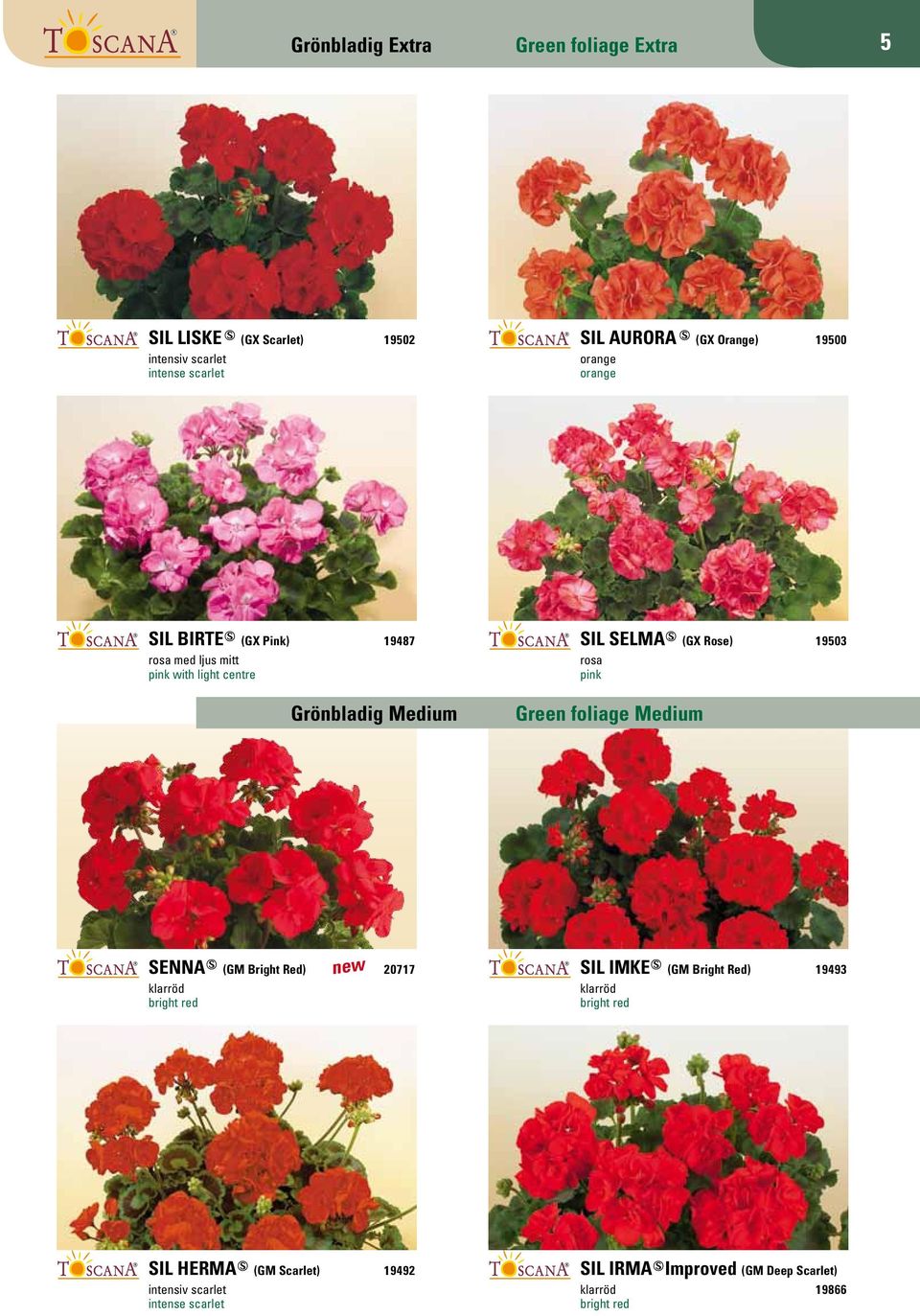 19503 rosa pink Green foliage Medium SENNA ß (GM Bright Red) 20717 klarröd bright red new SIL IMKE ß (GM Bright Red) 19493 klarröd