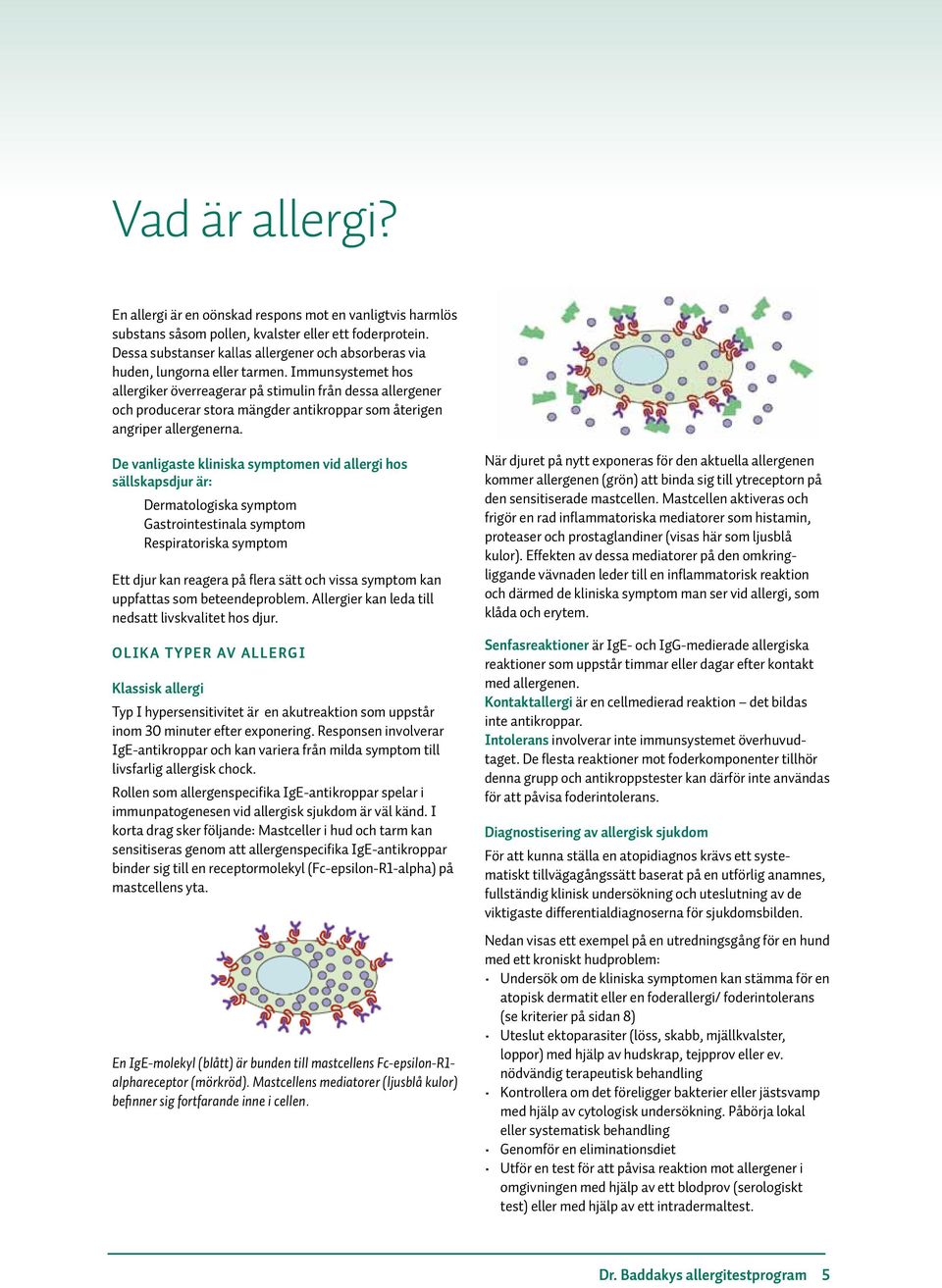 Immunsystemet hos allergiker överreagerar på stimulin från dessa allergener och producerar stora mängder antikroppar som återigen angriper allergenerna.