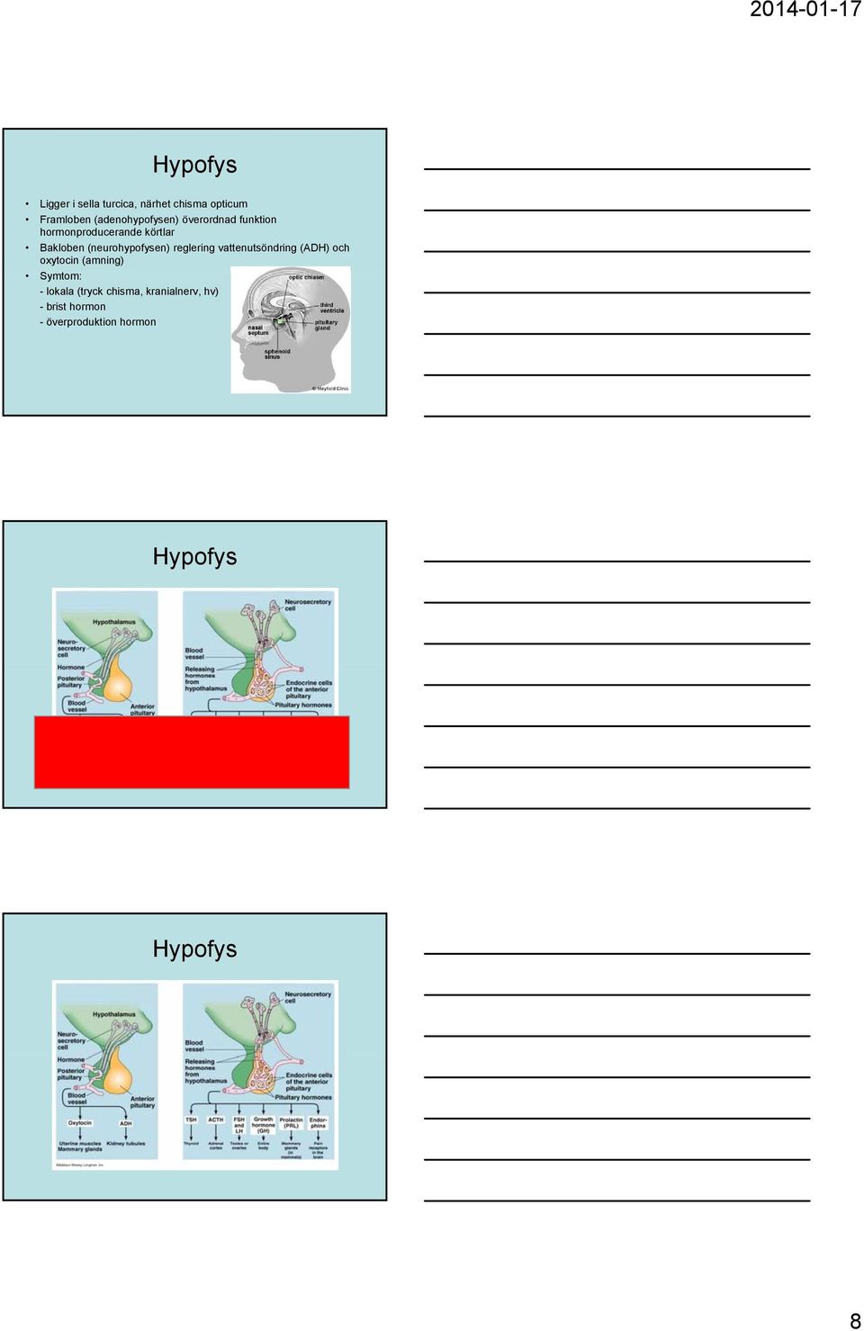 (neurohypofysen) reglering vattenutsöndring (ADH) och oxytocin (amning)