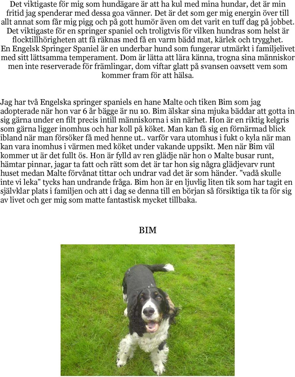 Det viktigaste för en springer spaniel och troligtvis för vilken hundras som helst är flocktillhörigheten att få räknas med få en varm bädd mat, kärlek och trygghet.