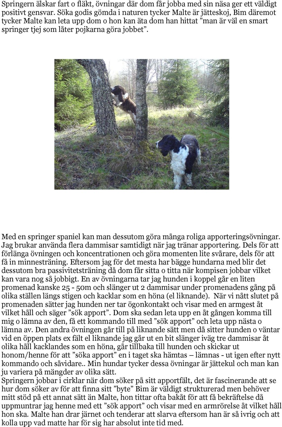 Med en springer spaniel kan man dessutom göra många roliga apporteringsövningar. Jag brukar använda flera dammisar samtidigt när jag tränar apportering.