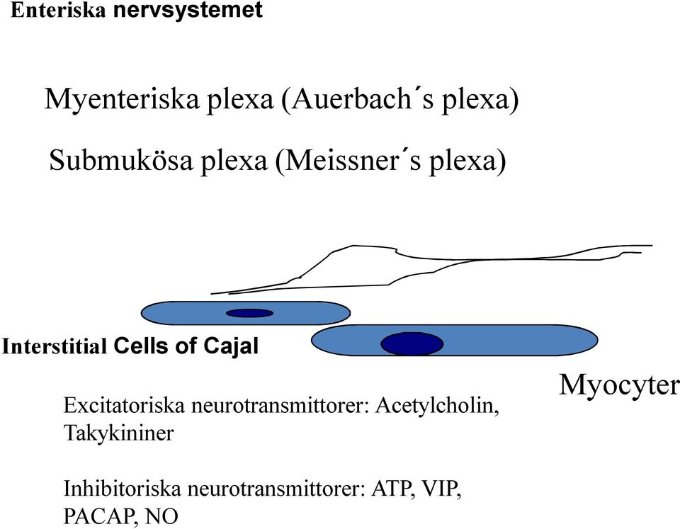 Cajal Excitatoriska neurotransmittorer: Acetylcholin,