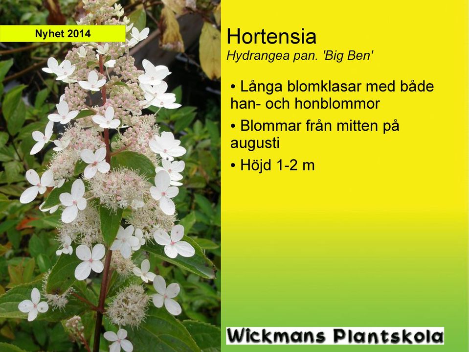 både han- och honblommor