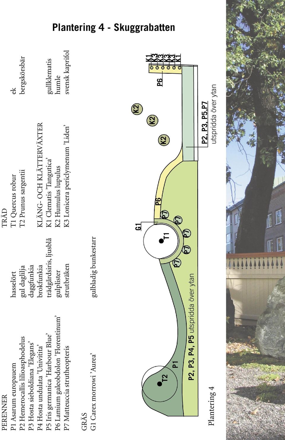 morrowi Aurea gulbladig bunkestarr T2 P1 P2, P3, P4, P5 utspridda över ytan Plantering 4 T1 TRÄD T1 Quercus robur ek T2 Prunus sargentii bergskörsbär KLÄNG- OCH