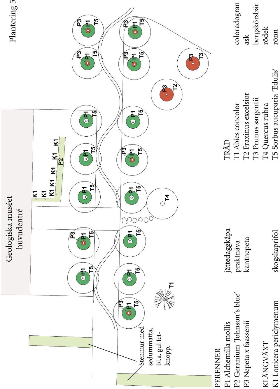 faassenii kantnepeta KLÄNGVÄXT K1 Lonicera periclymenum skogskaprifol Plantering 5 TRÄD T1 Abies