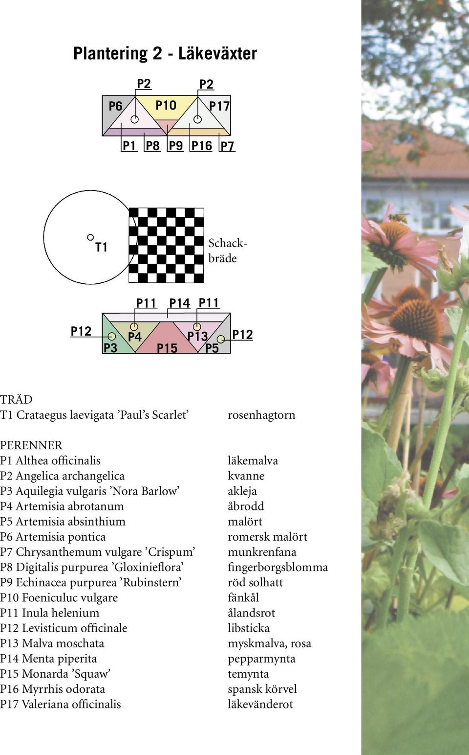 purpurea Rubinstern P10 Foeniculuc vulgare P11 Inula helenium P12 Levisticum officinale P13 Malva moschata P14 Menta piperita P15 Monarda Squaw P16 Myrrhis odorata P17 Valeriana officinalis