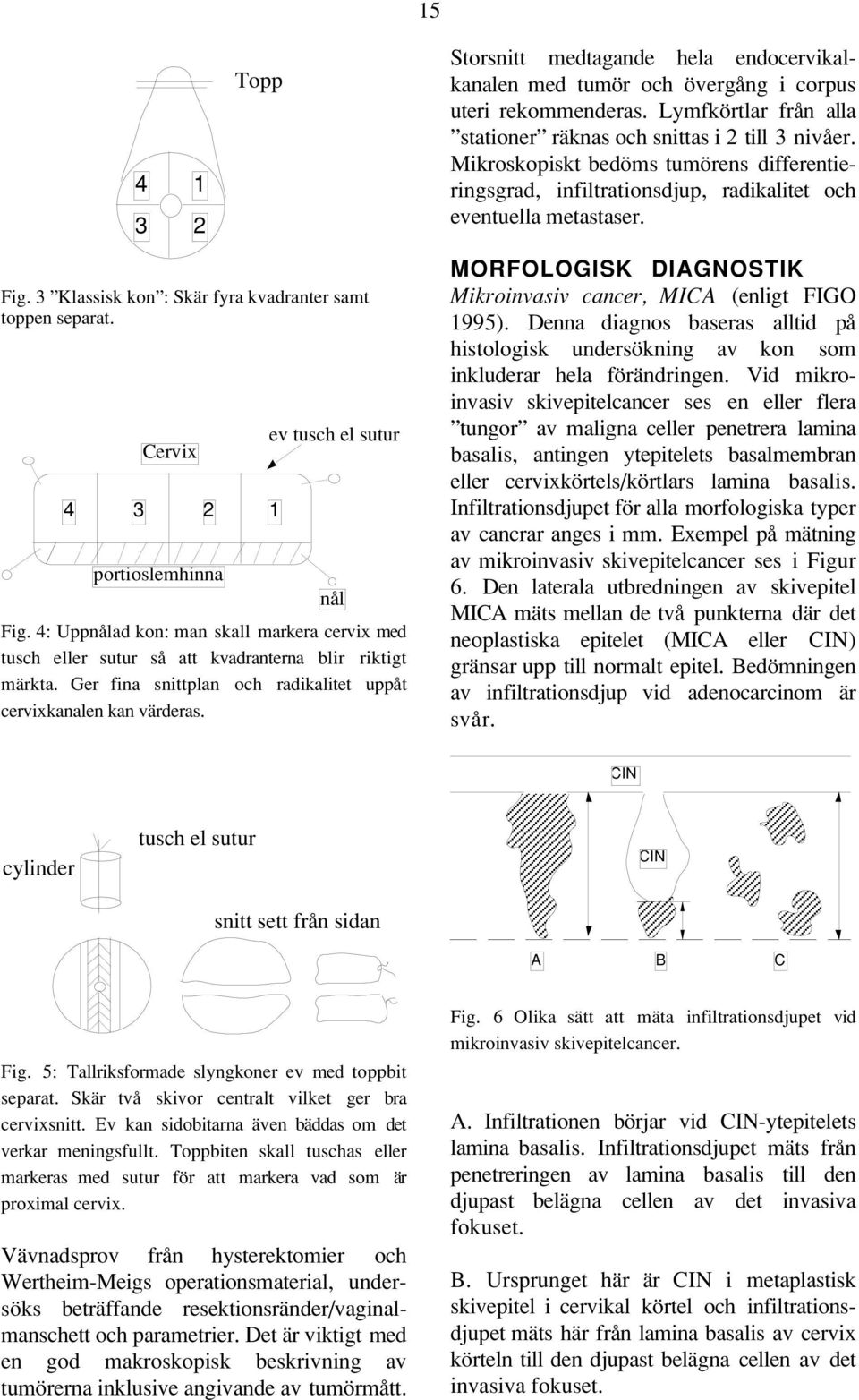 4 3 Cervix 2 portioslemhinna ev tusch el sutur 1 nål Fig. 4: Uppnålad kon: man skall markera cervix med tusch eller sutur så att kvadranterna blir riktigt märkta.