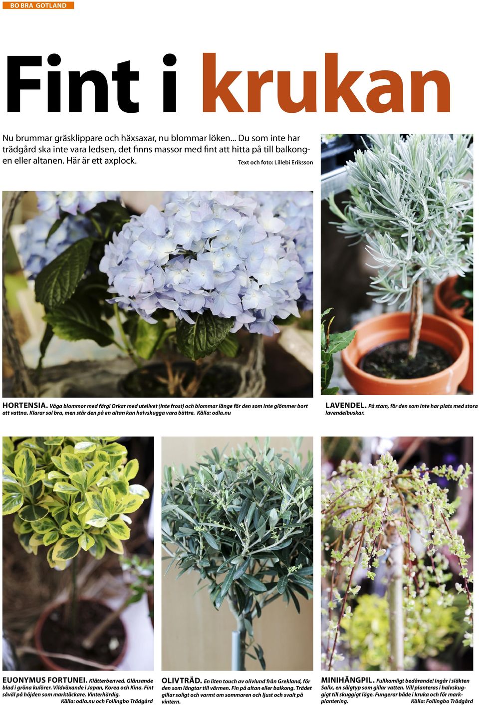 Klarar sol bra, men står den på en altan kan halvskugga vara bättre. Källa: odla.nu LavENDEL. På stam, för den som inte har plats med stora lavendelbuskar. EuoNymus ForTuNEi. Klätterbenved.