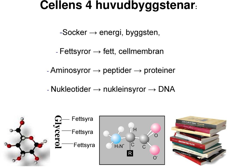 Aminosyror peptider proteiner - Nukleotider