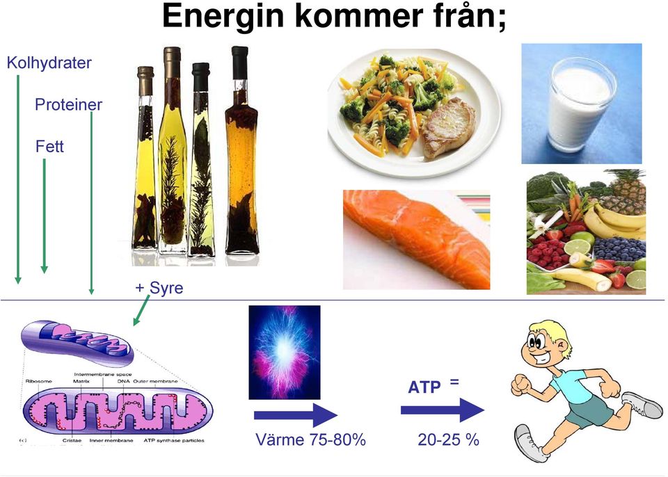 Proteiner Fett +