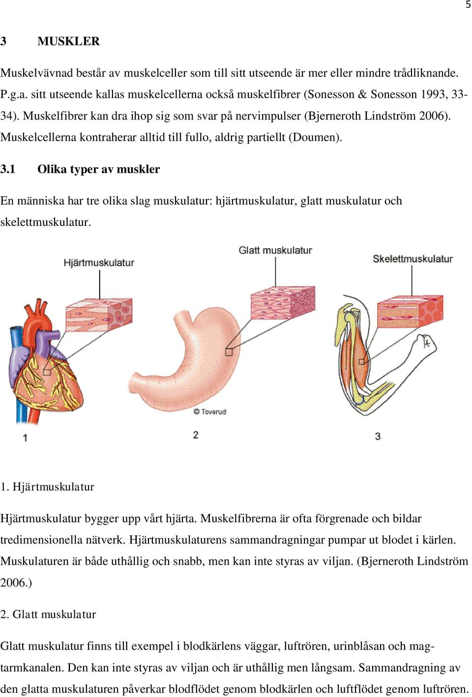 1 Olika typer av muskler En människa har tre olika slag muskulatur: hjärtmuskulatur, glatt muskulatur och skelettmuskulatur. 1. Hjärtmuskulatur Hjärtmuskulatur bygger upp vårt hjärta.