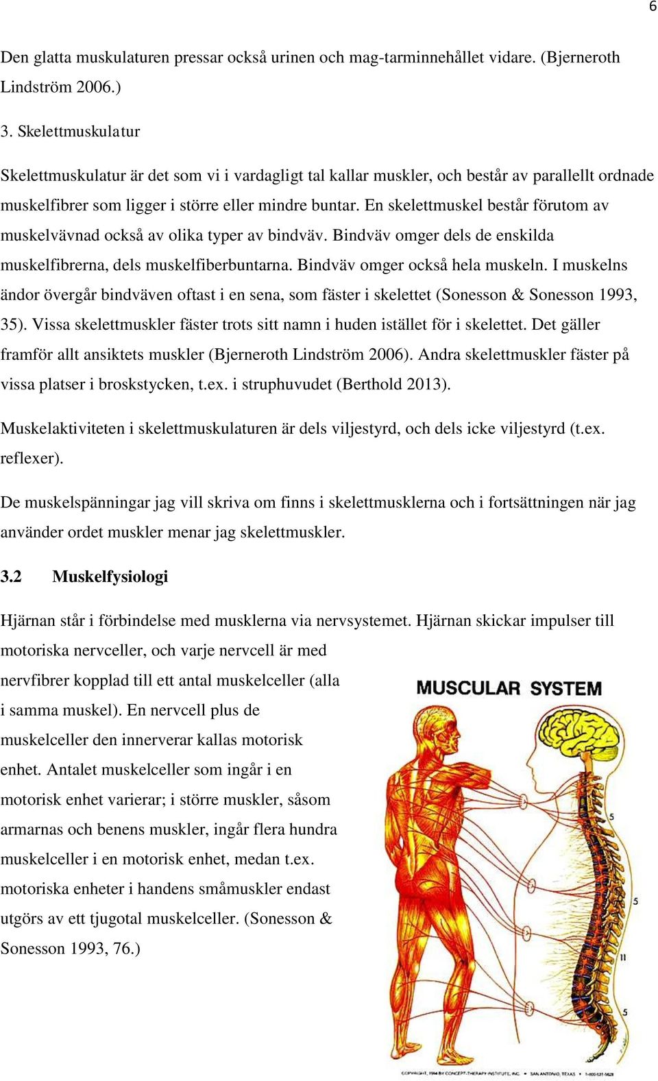 En skelettmuskel består förutom av muskelvävnad också av olika typer av bindväv. Bindväv omger dels de enskilda muskelfibrerna, dels muskelfiberbuntarna. Bindväv omger också hela muskeln.