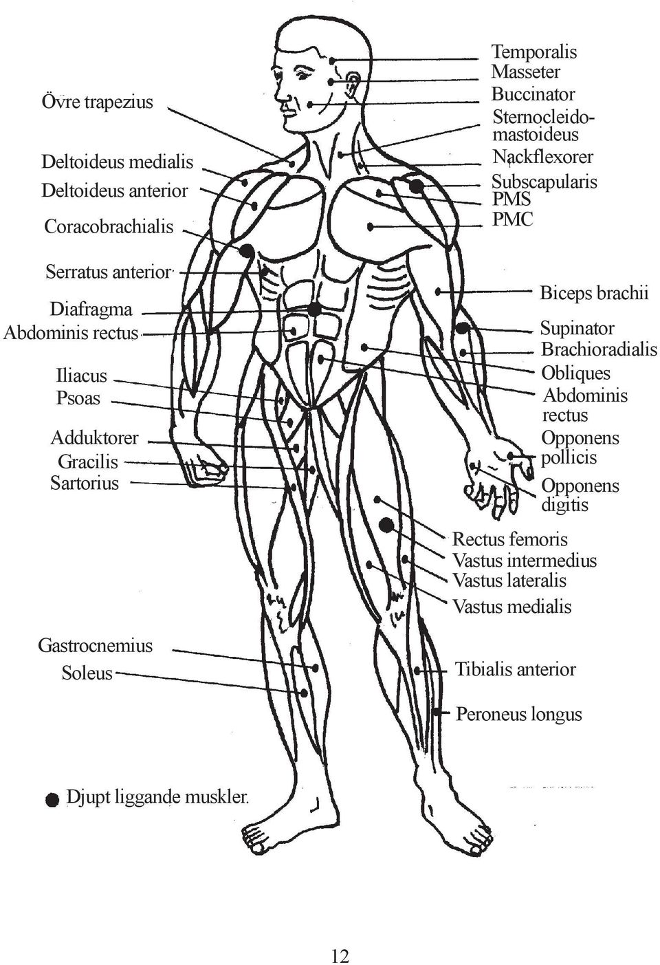 Subscapularis PMS PMC Biceps brachii Supinator Brachioradialis Obliques Abdominis rectus Opponens pollicis Opponens digitis