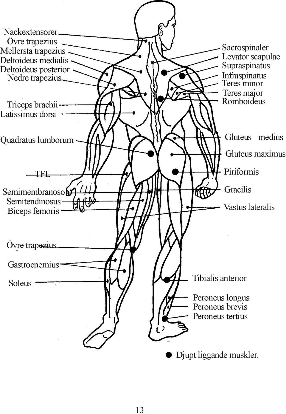 Supraspinatus Infraspinatus Teres minor Teres major Romboideus Gluteus medius Gluteus maximus Piriformis Gracilis Vastus