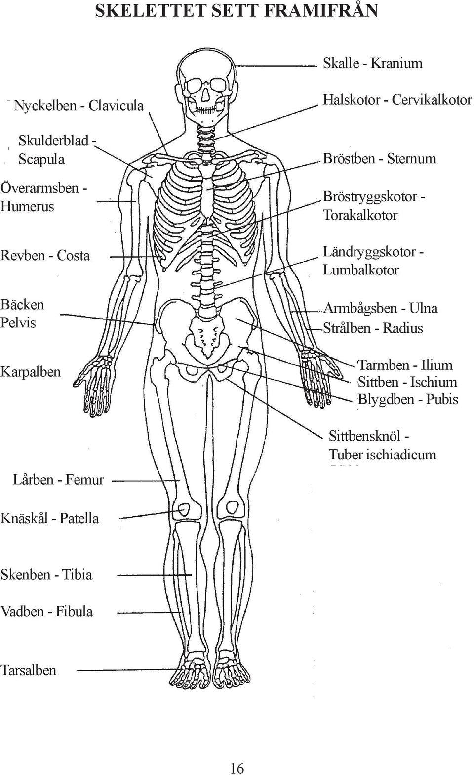 Bröstryggskotor - Torakalkotor Ländryggskotor - Lumbalkotor Armbågsben - Ulna Strålben - Radius Tarmben - Ilium