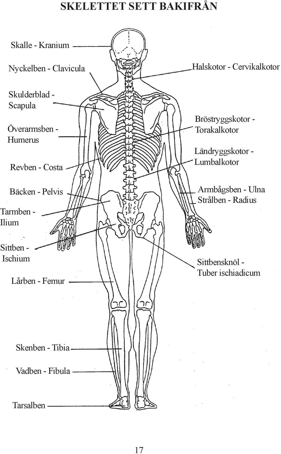 Sittben - Ischium Lårben - Femur Bröstryggskotor - Torakalkotor Ländryggskotor - Lumbalkotor